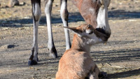 buvolec zoo 277146111 5002357666485284 7627275608890167469 n